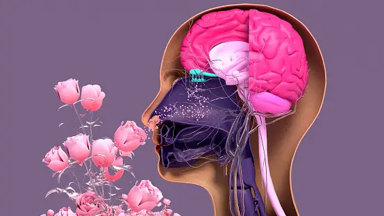 Tout ce que vous devez savoir sur le comportement de recherche sensorielle